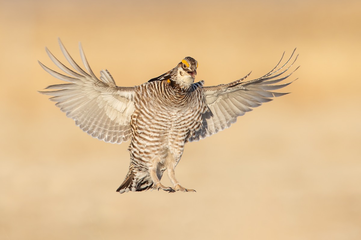 tetřívek prériový - ML468121441