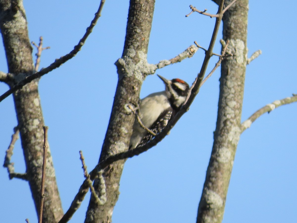 Hairy Woodpecker - ML468122031