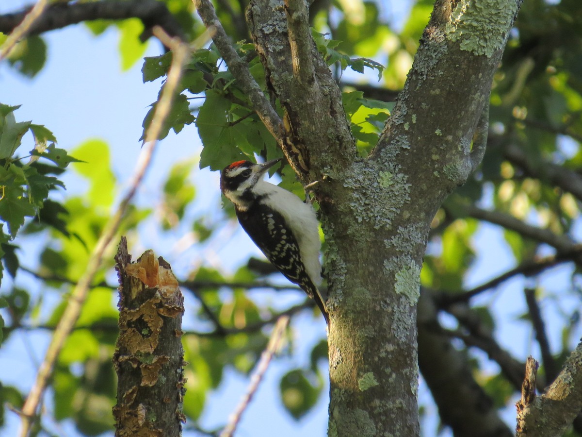 Hairy Woodpecker - ML468122131