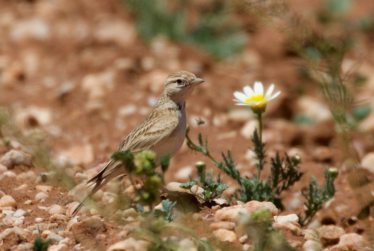 Greater Short-toed Lark - ML468123541