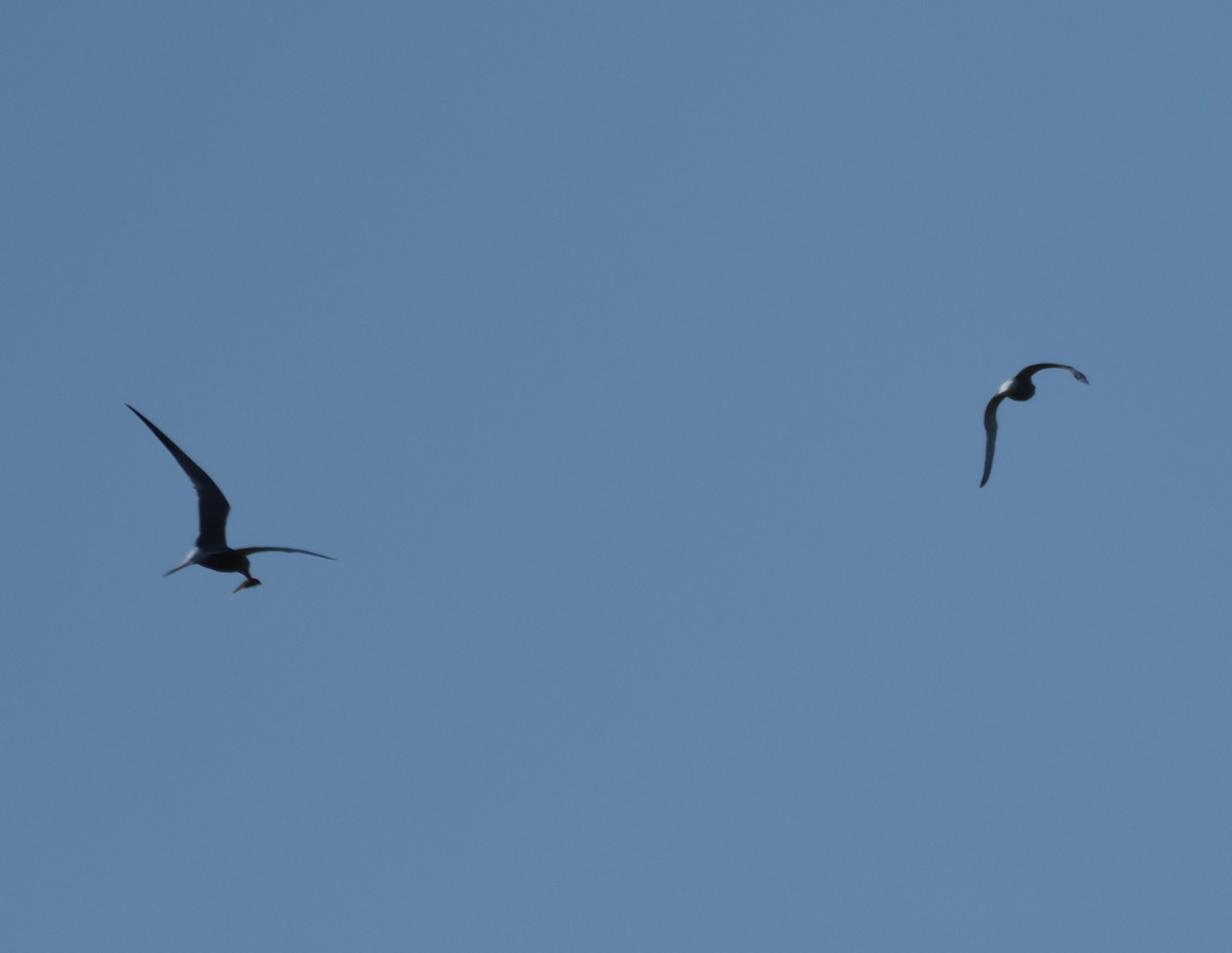 Common Tern - FELIX-MARIE AFFA'A