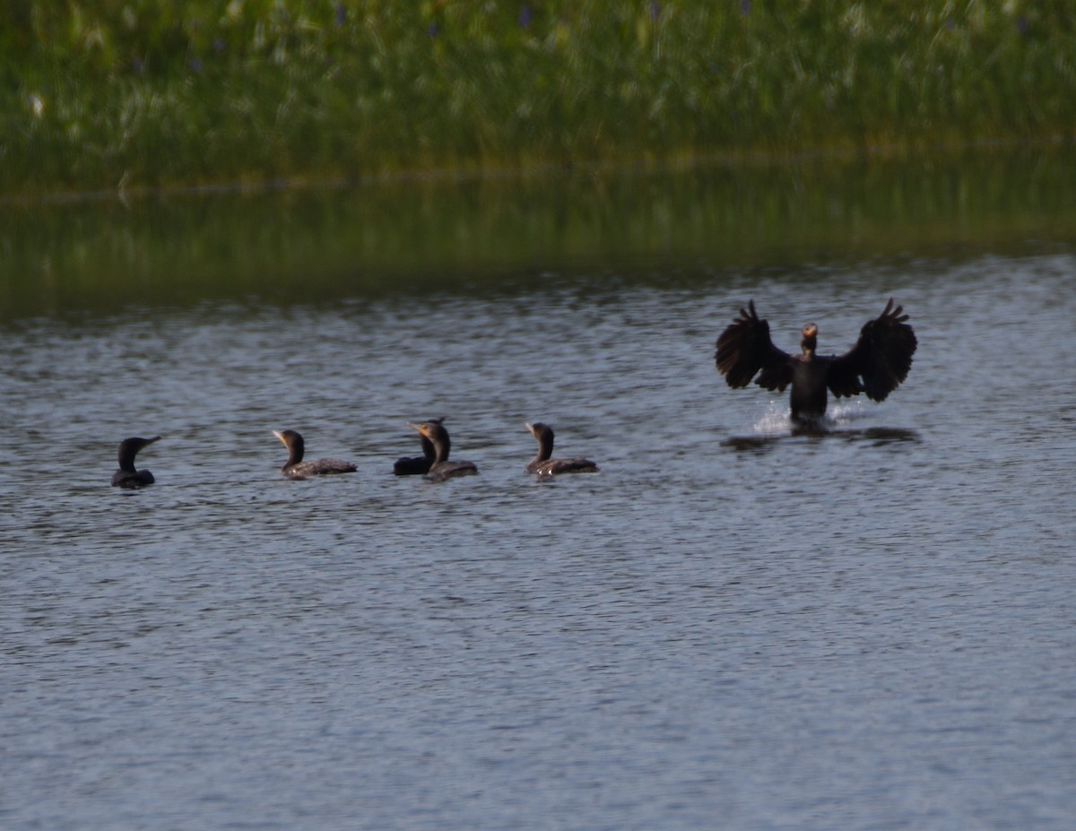 Double-crested Cormorant - ML468123941