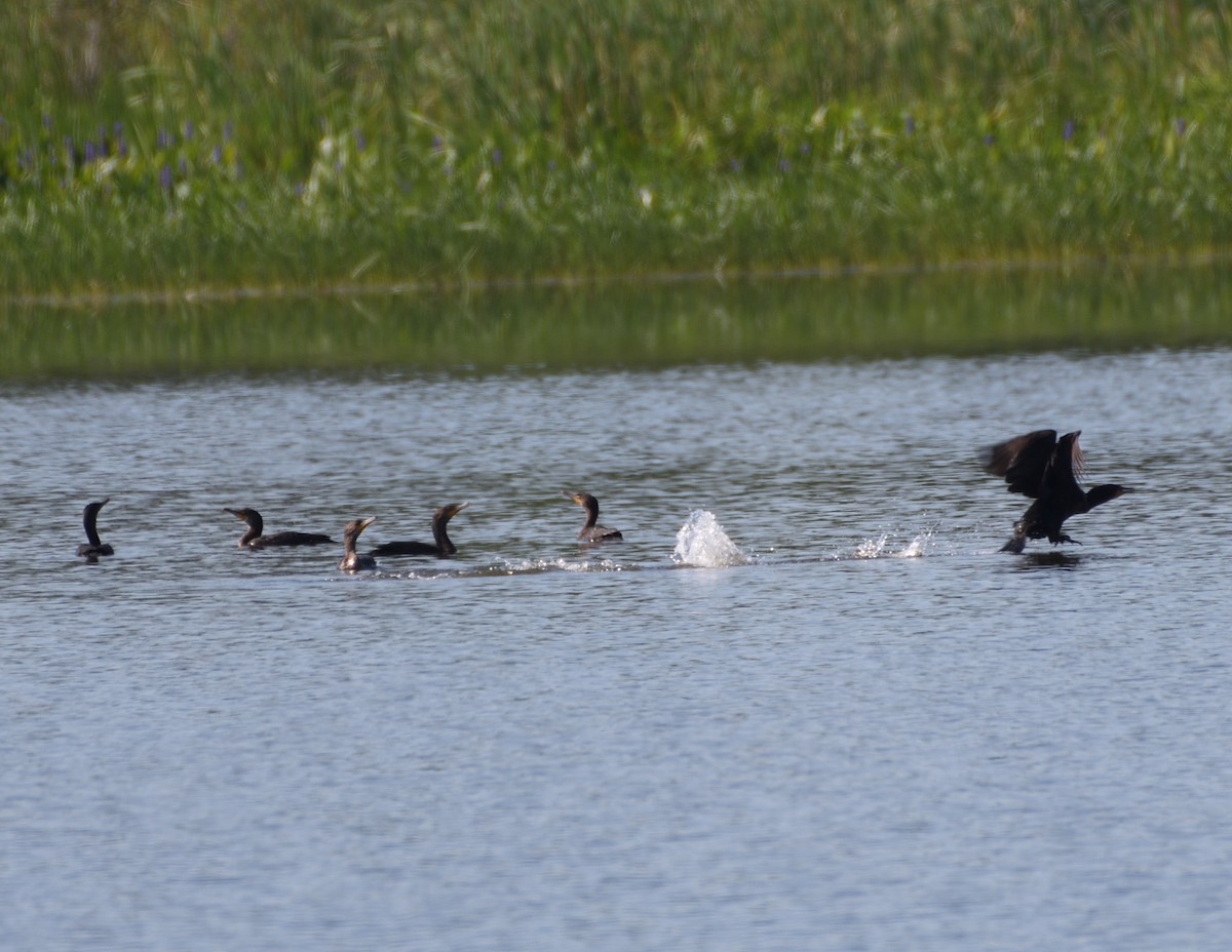 Double-crested Cormorant - ML468123961