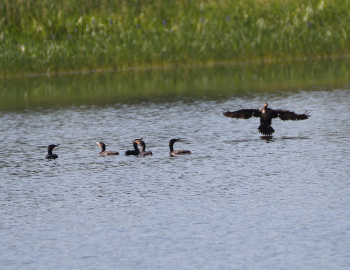 Double-crested Cormorant - ML468123971