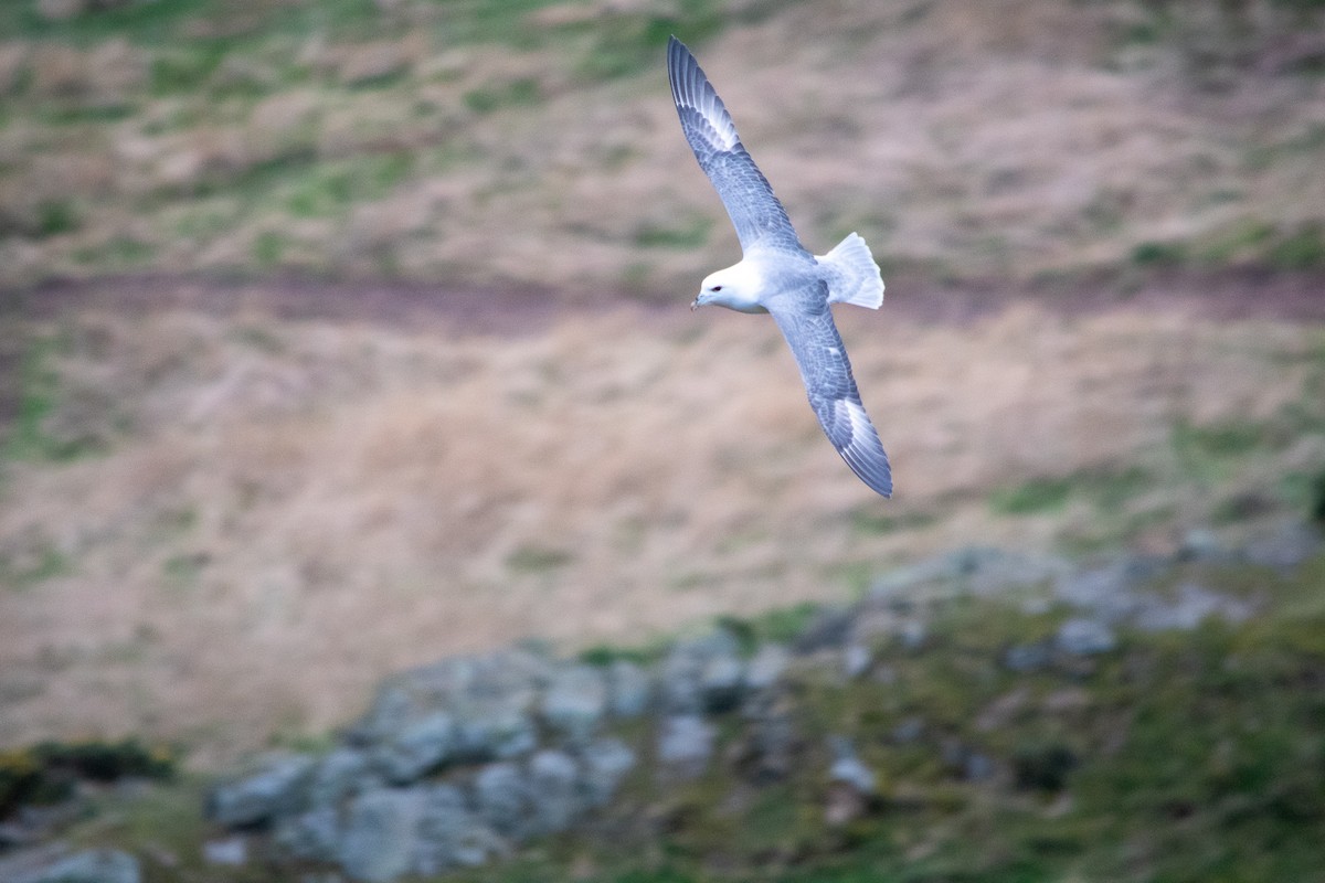 Northern Fulmar - Richard Littauer