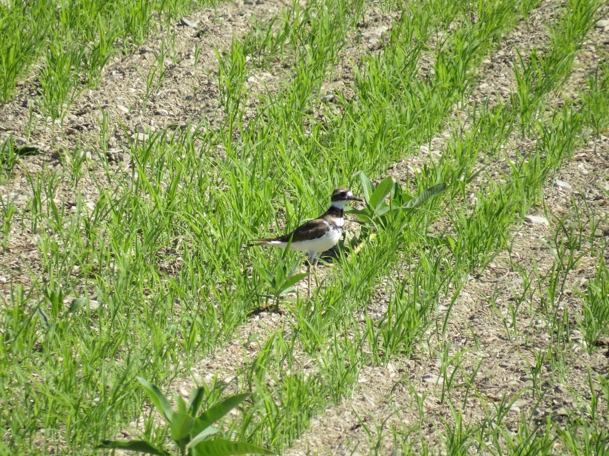 Killdeer - ML468124421