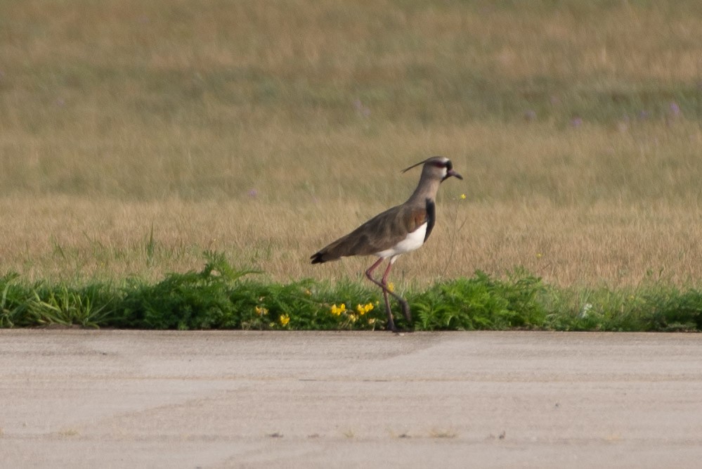 tanımsız Vanellus sp. - ML468124581