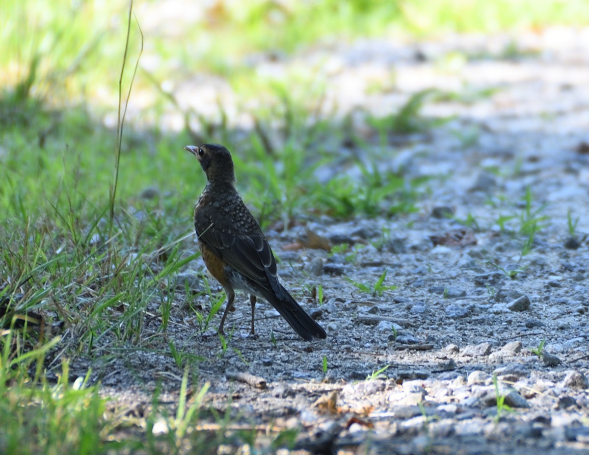 American Robin - ML468124991