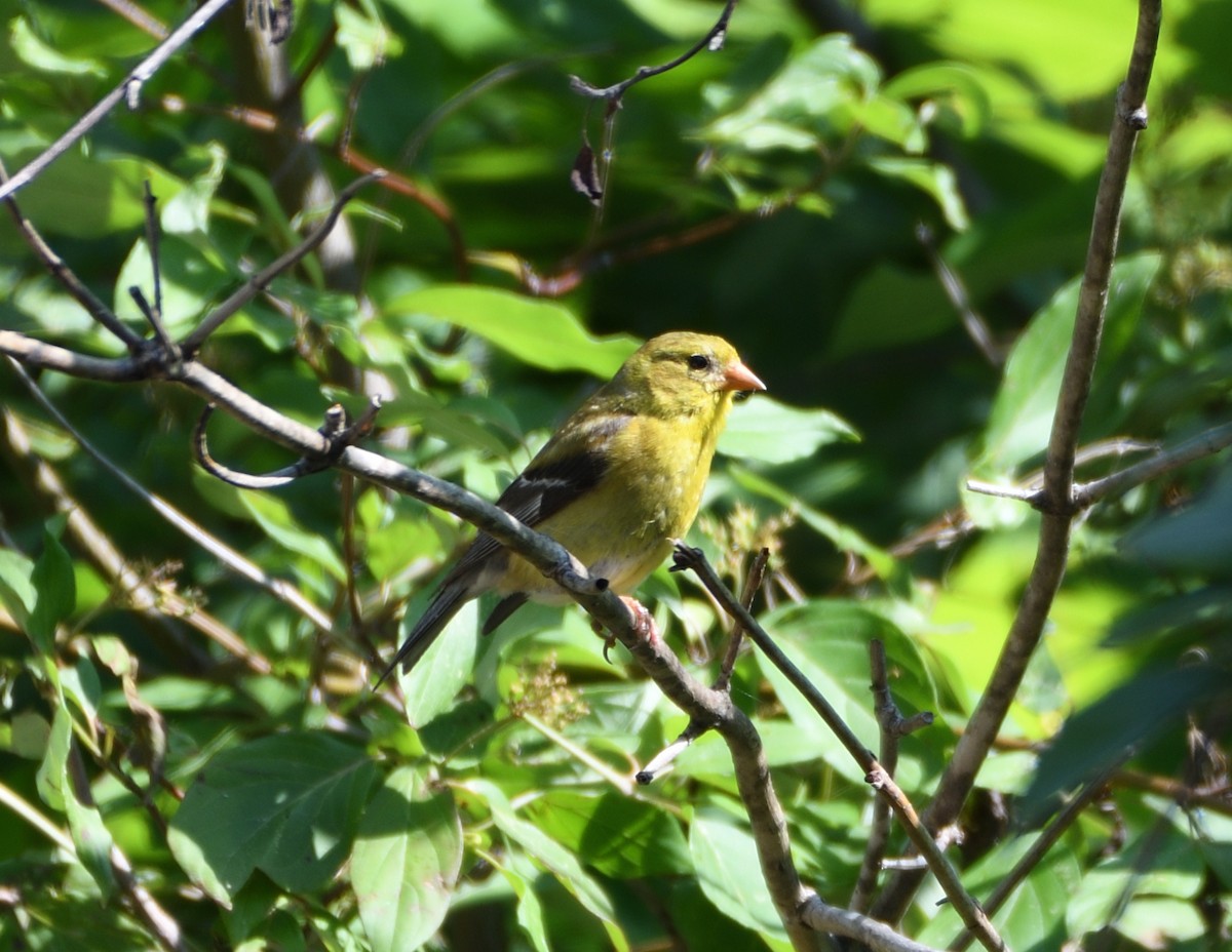 American Goldfinch - ML468125181