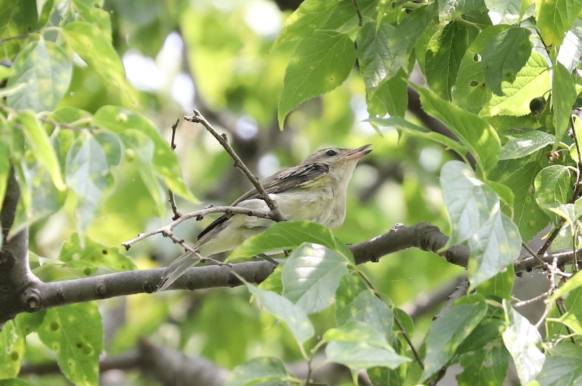 Warbling Vireo (Eastern) - ML468125251