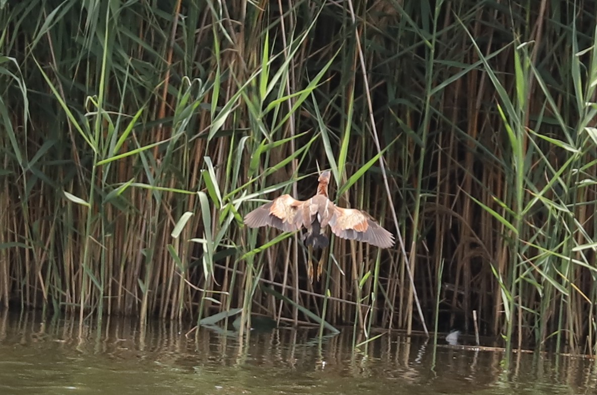 Least Bittern - ML468125391