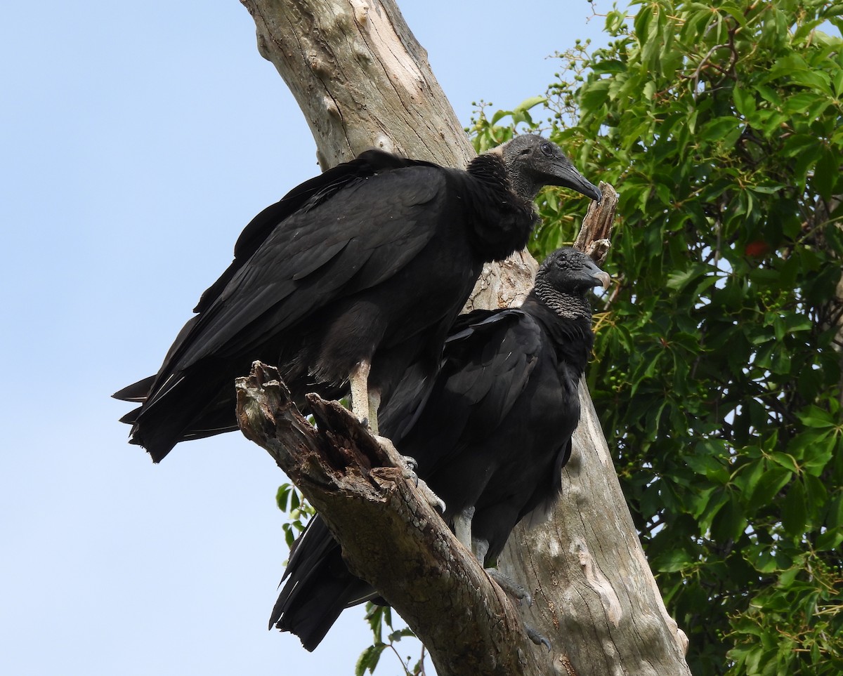 Black Vulture - ML468131051