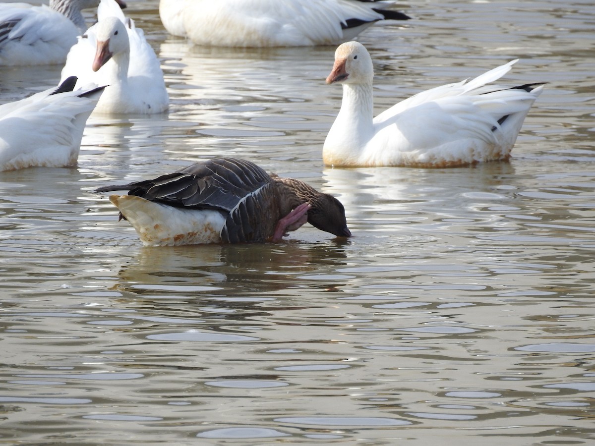 Pink-footed Goose - ML468131601