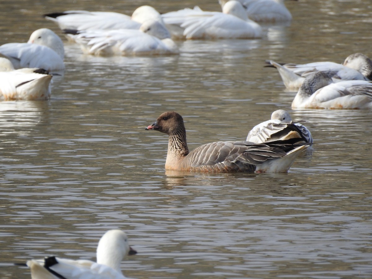 Pink-footed Goose - ML468131671