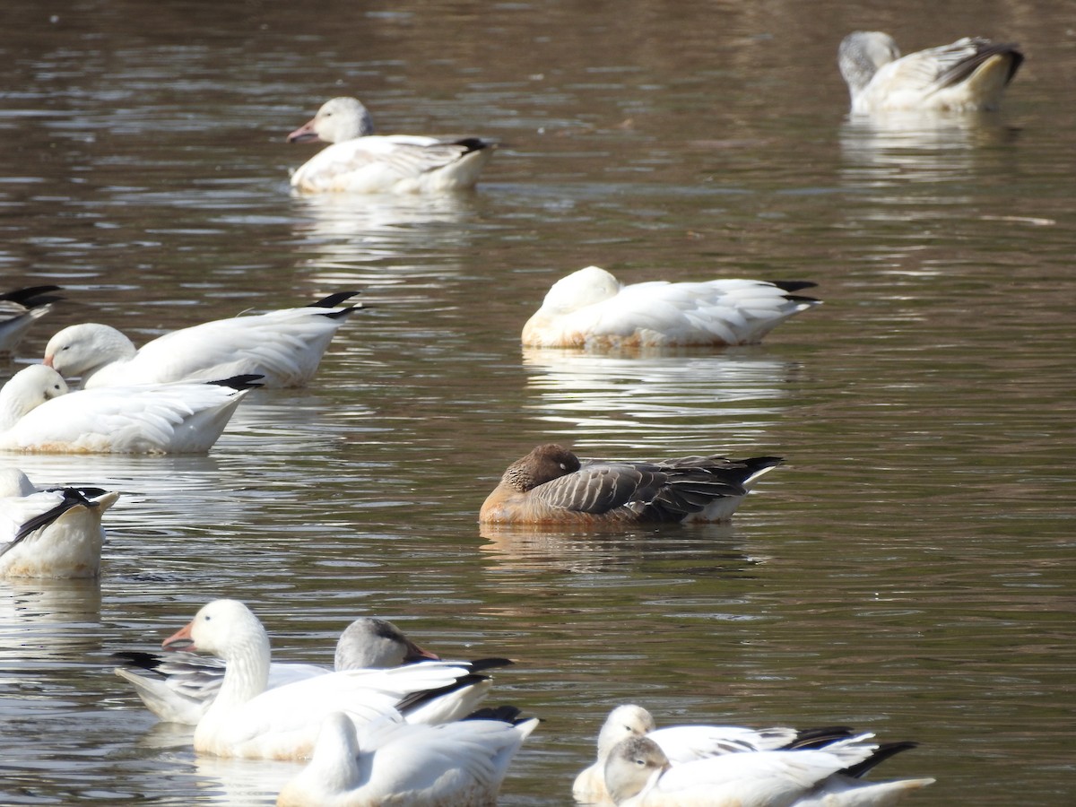 Pink-footed Goose - ML468131691