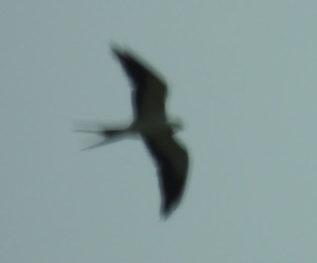 Swallow-tailed Kite - ML468131781