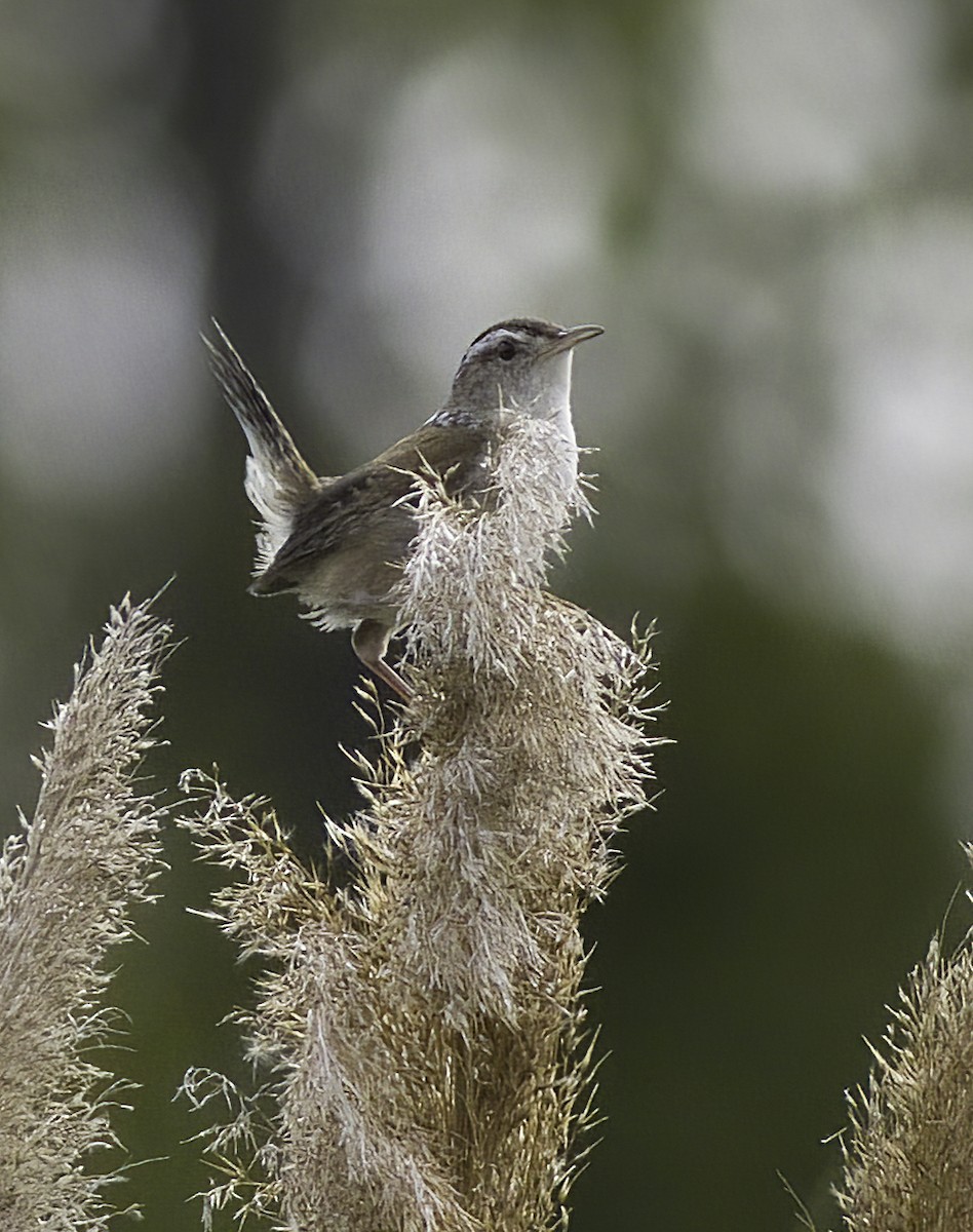 Marsh Wren - ML468133621