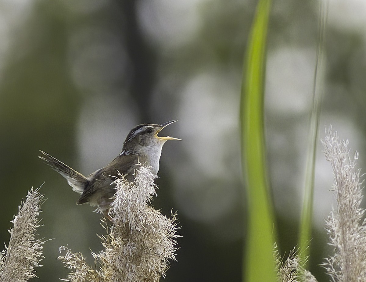 Marsh Wren - ML468133631