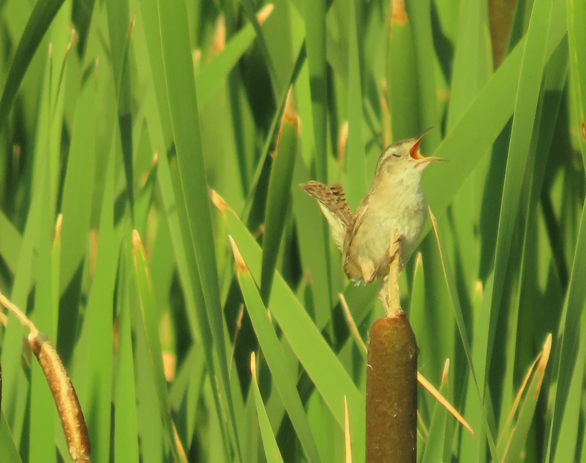 Marsh Wren - ML468134021