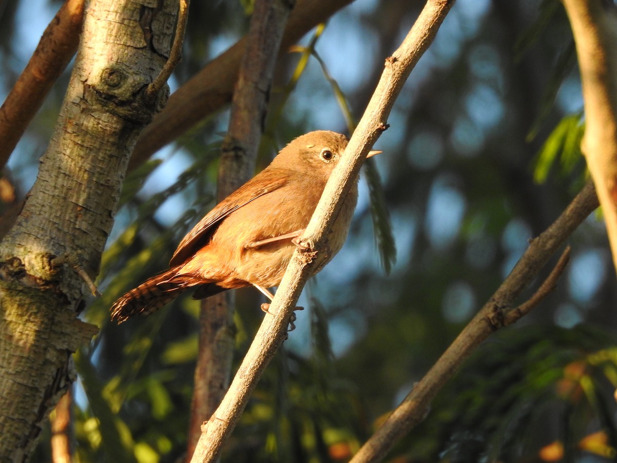 House Wren - ML468135151