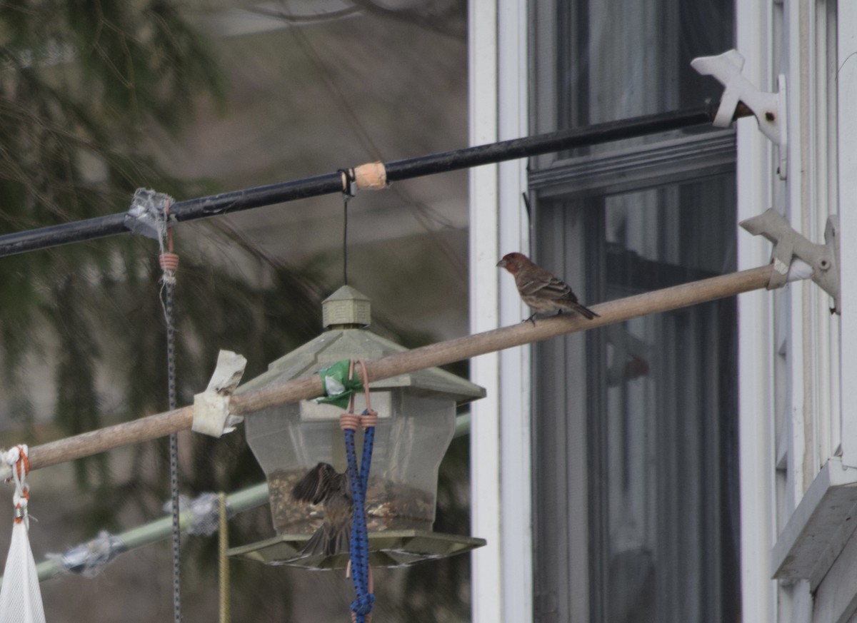 House Finch - ML468135261