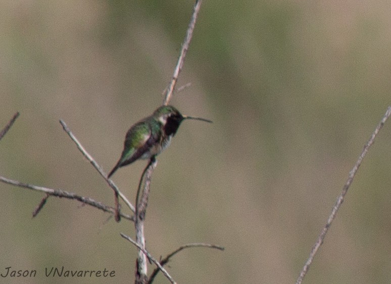 Lucifer Hummingbird - ML468135941