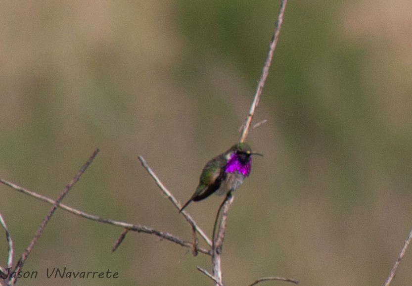 Lucifer Hummingbird - ML468135951