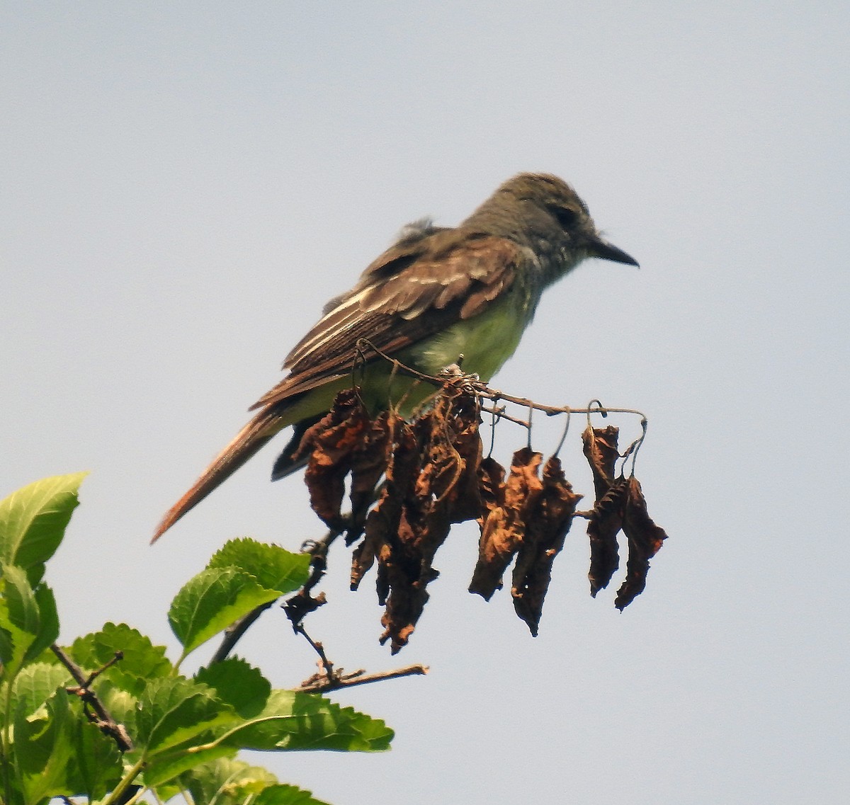 Great Crested Flycatcher - ML468138011