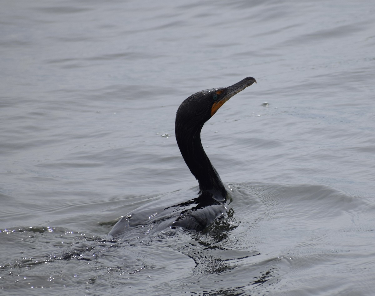 Double-crested Cormorant - ML468139641