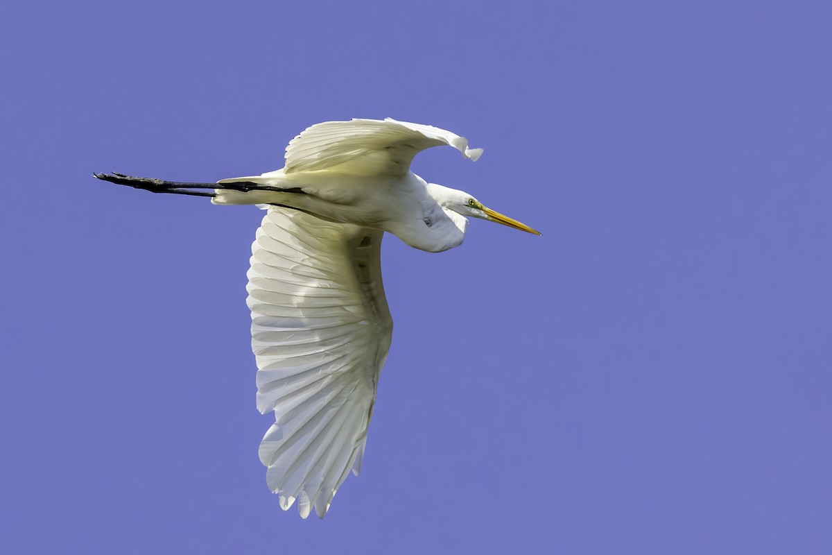 Great Egret - ML468140401