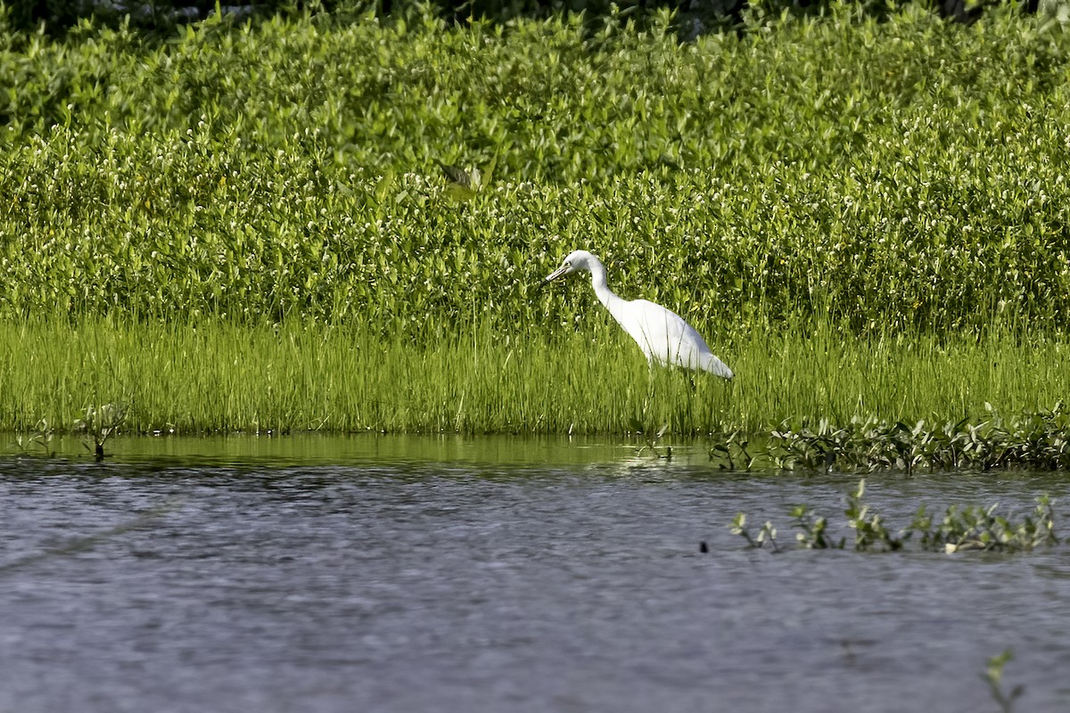 Little Blue Heron - ML468140451
