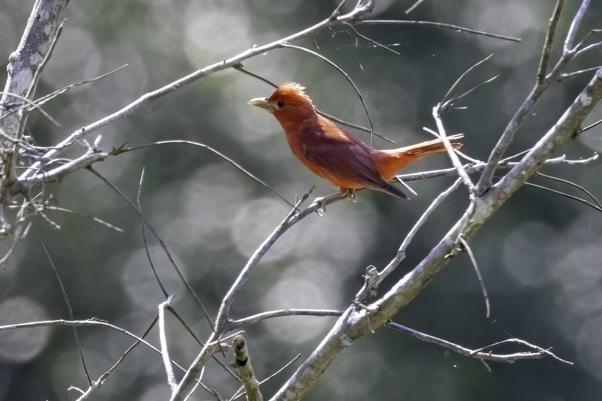 Summer Tanager - ML468140651