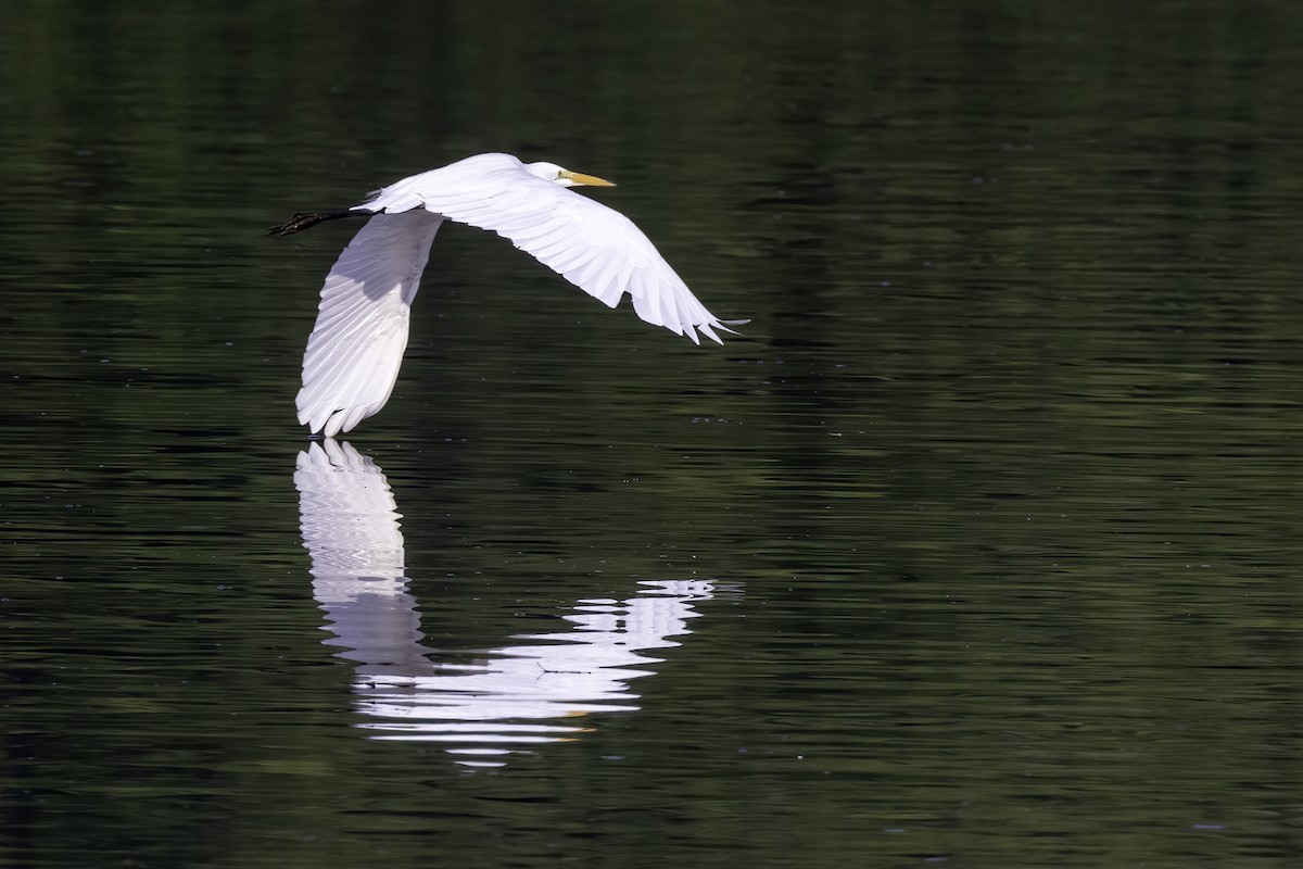 Great Egret - Mel Green