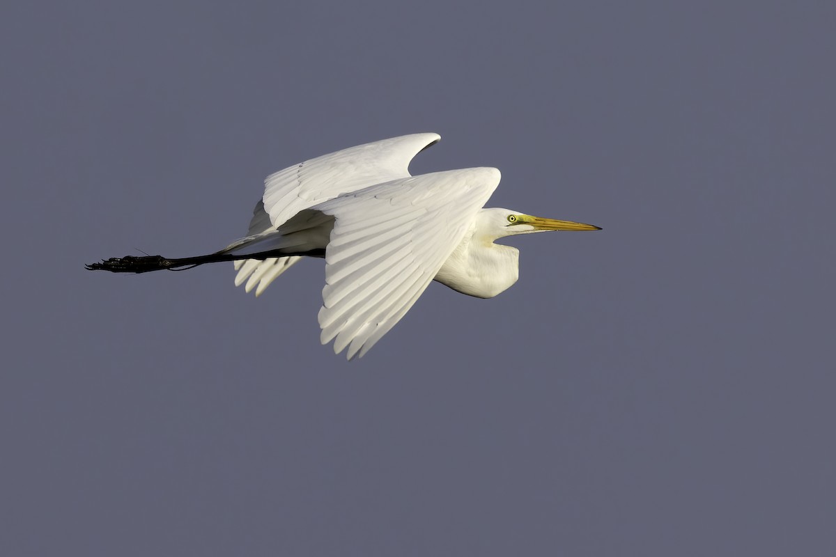 Great Egret - Mel Green