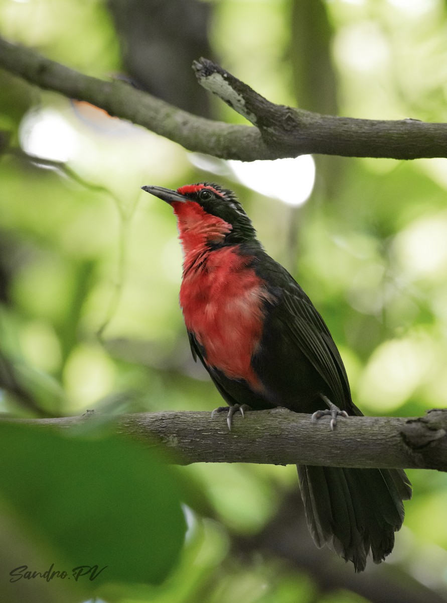 Rosy Thrush-Tanager - Sandro Perez Veltman