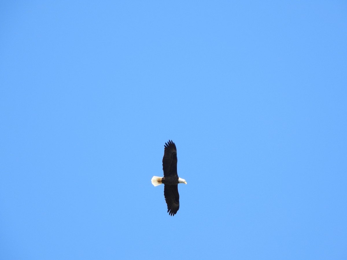 Bald Eagle - ML468143491