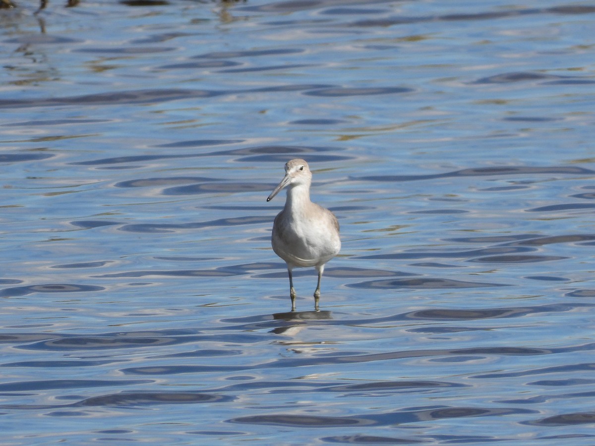 Willet - ML468143661