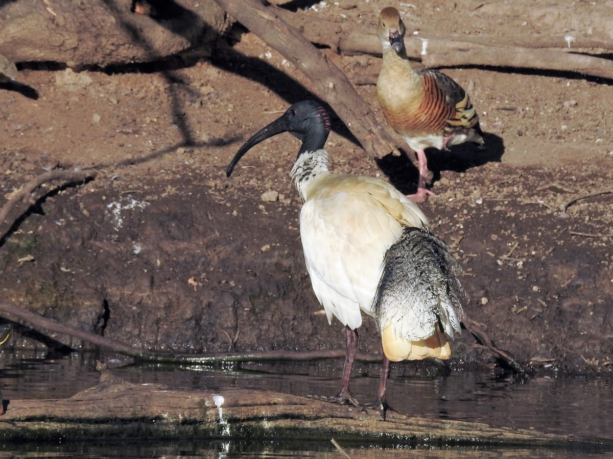 ibis australský - ML468143761