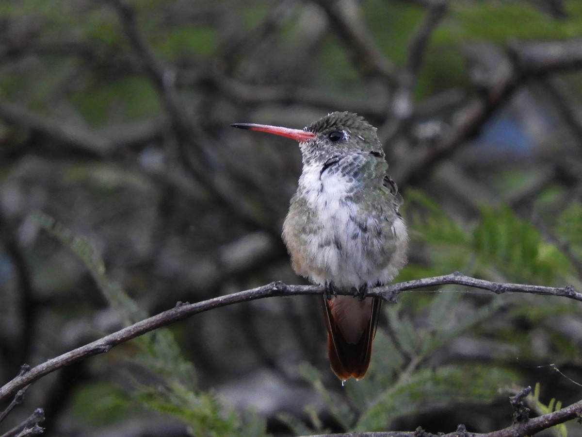 Amazilia Hummingbird - ML468144991