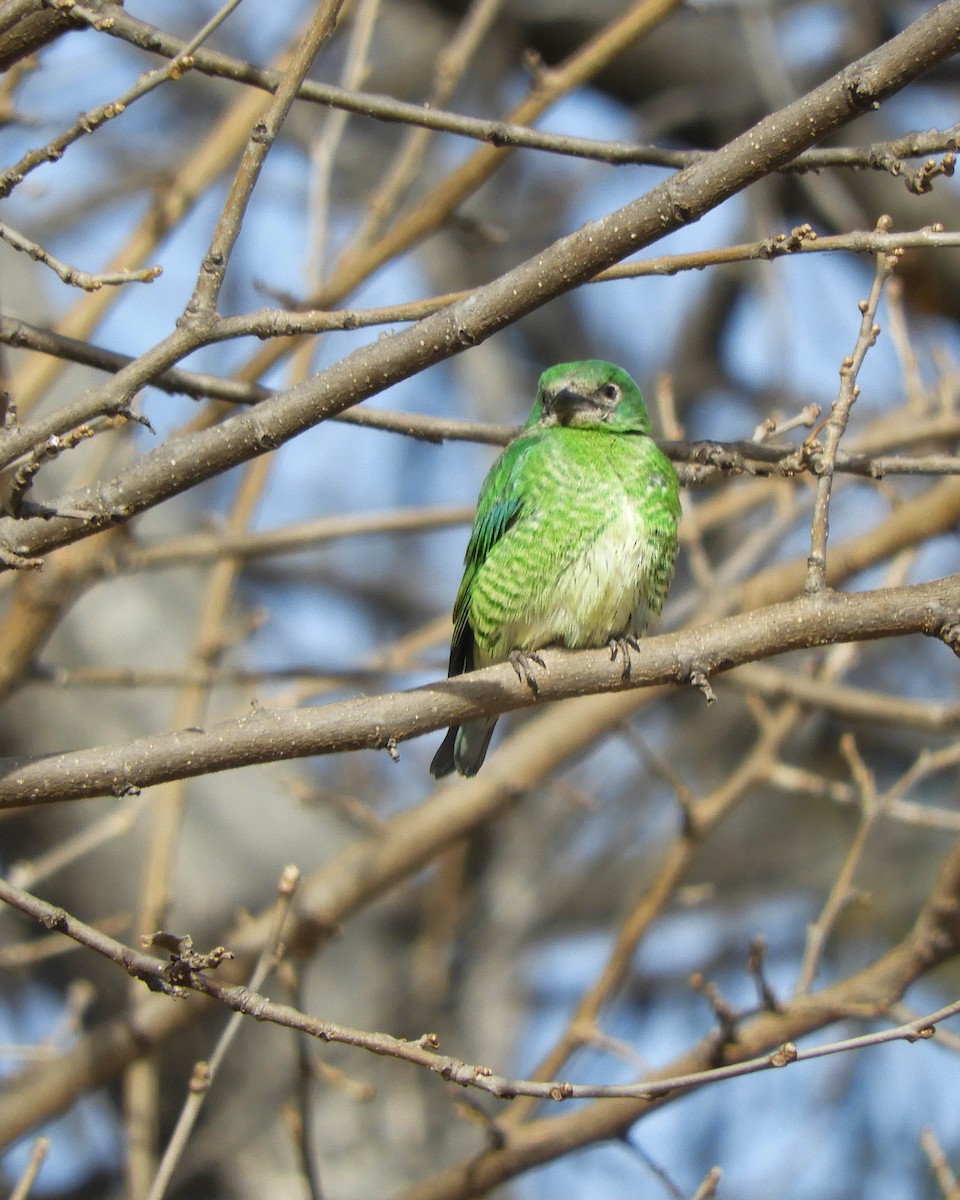 Swallow Tanager - ML468146311