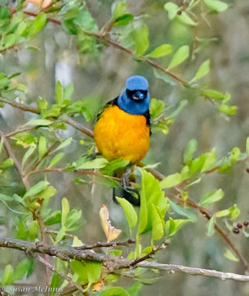 Blue-and-yellow Tanager (Blue-and-yellow) - ML468146801