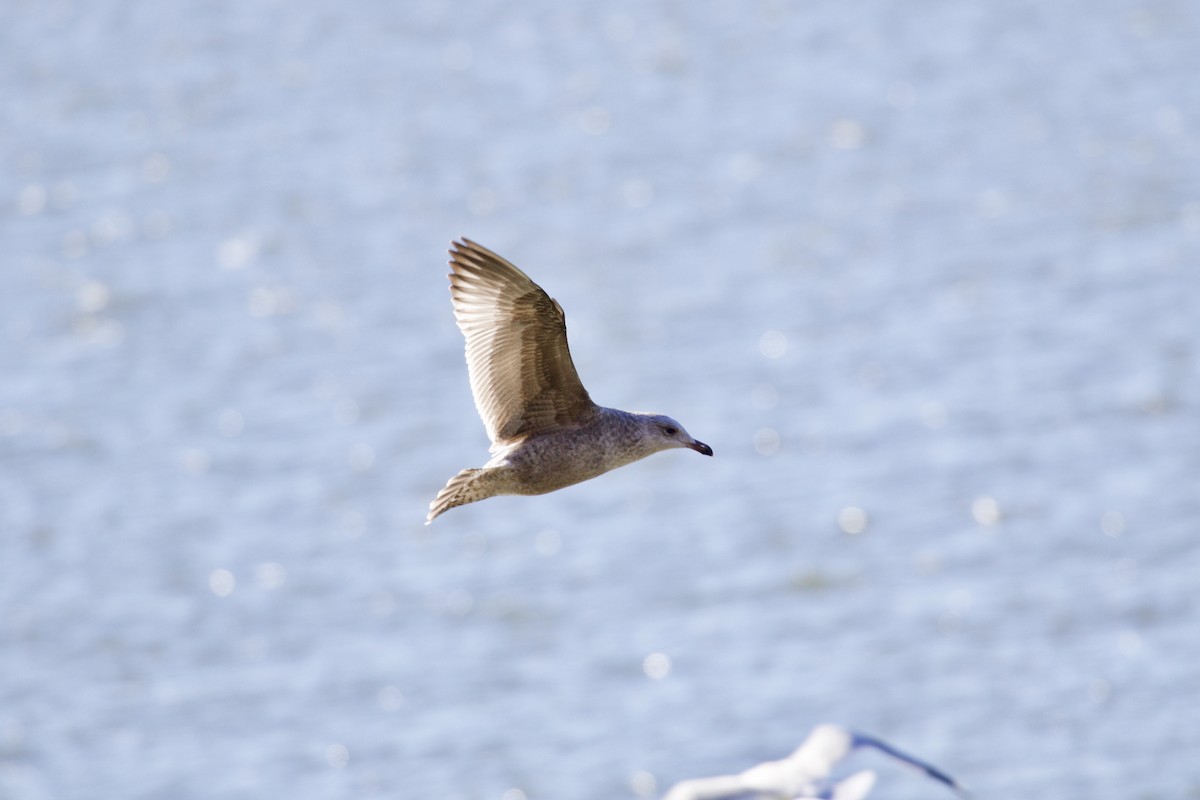 Gaviota Argéntea - ML46814901