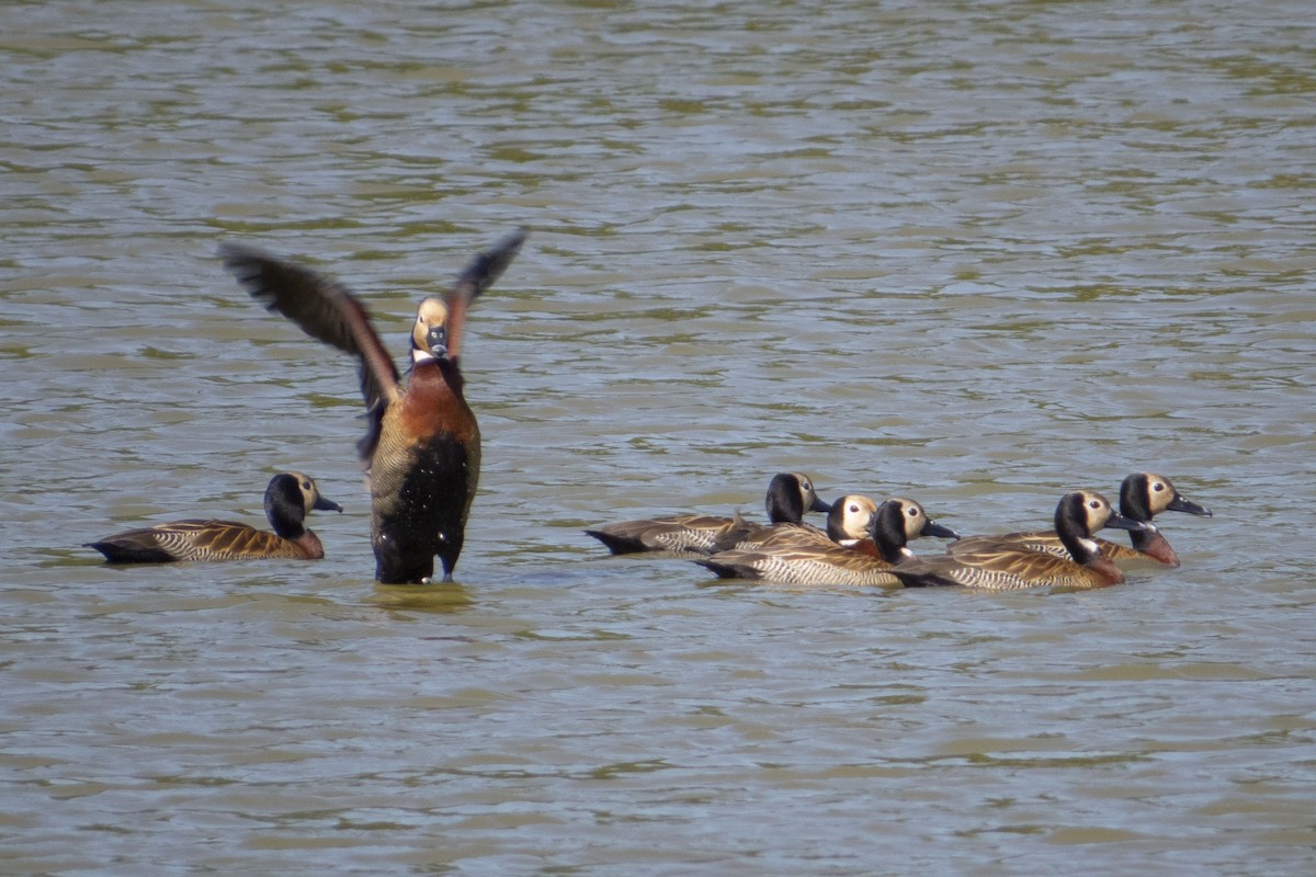 White-faced Whistling-Duck - ML468149041