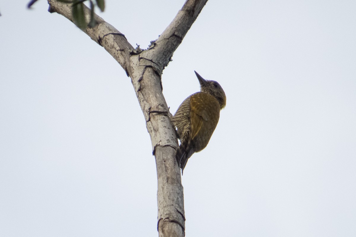 Carpintero Orejigualdo - ML468149291