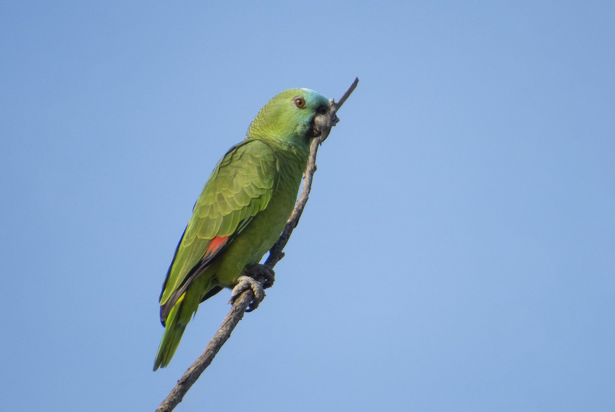 アオボウシインコ - ML468149391