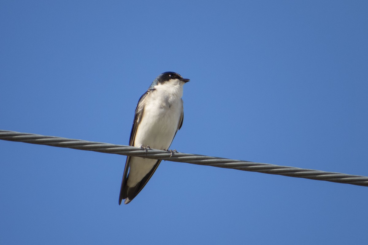 White-rumped Swallow - ML468149581