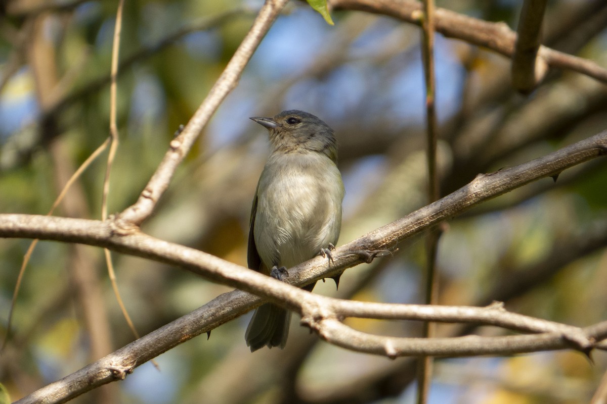 Chestnut-vented Conebill - ML468149711