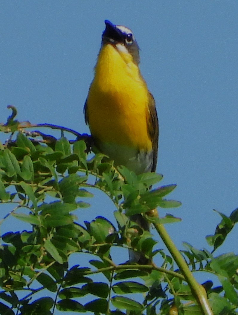 Yellow-breasted Chat - ML468150471