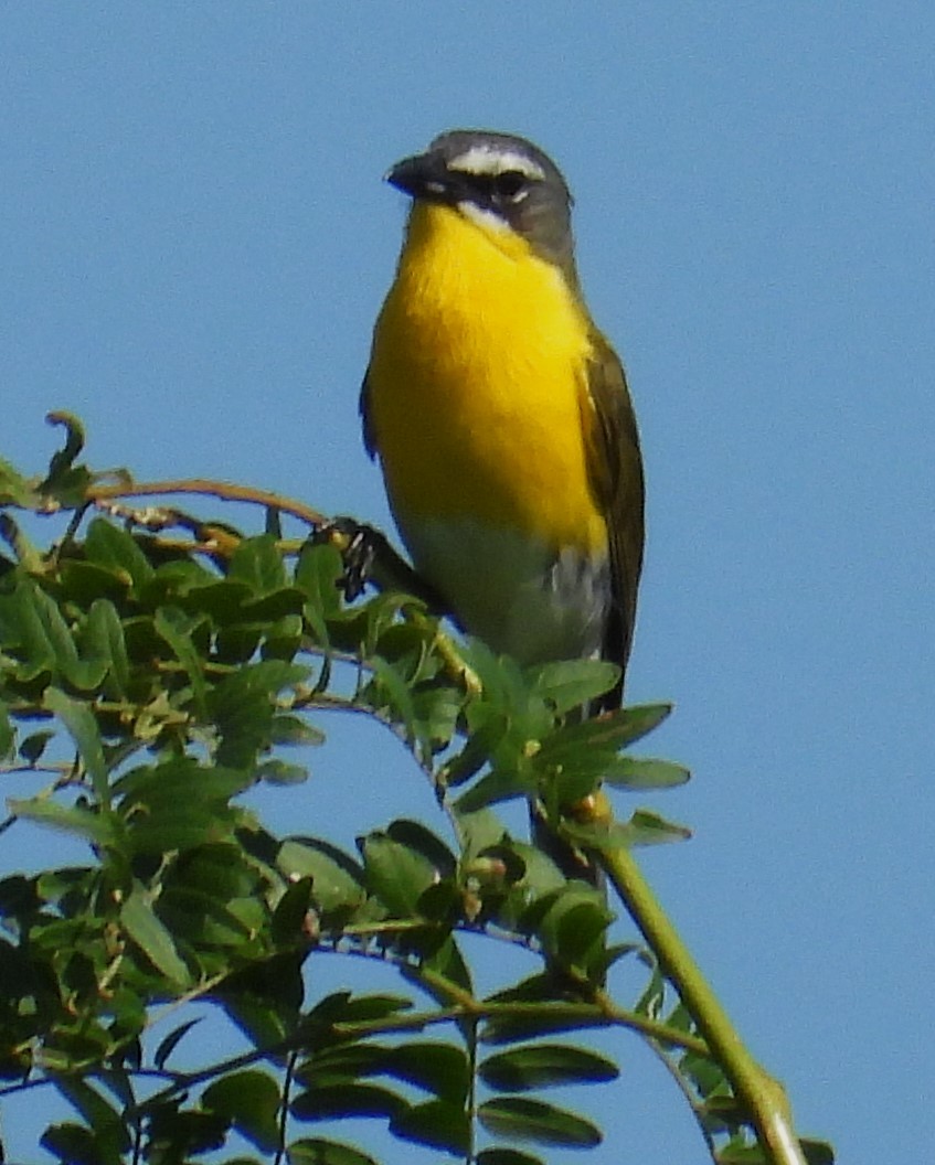 Yellow-breasted Chat - ML468150481
