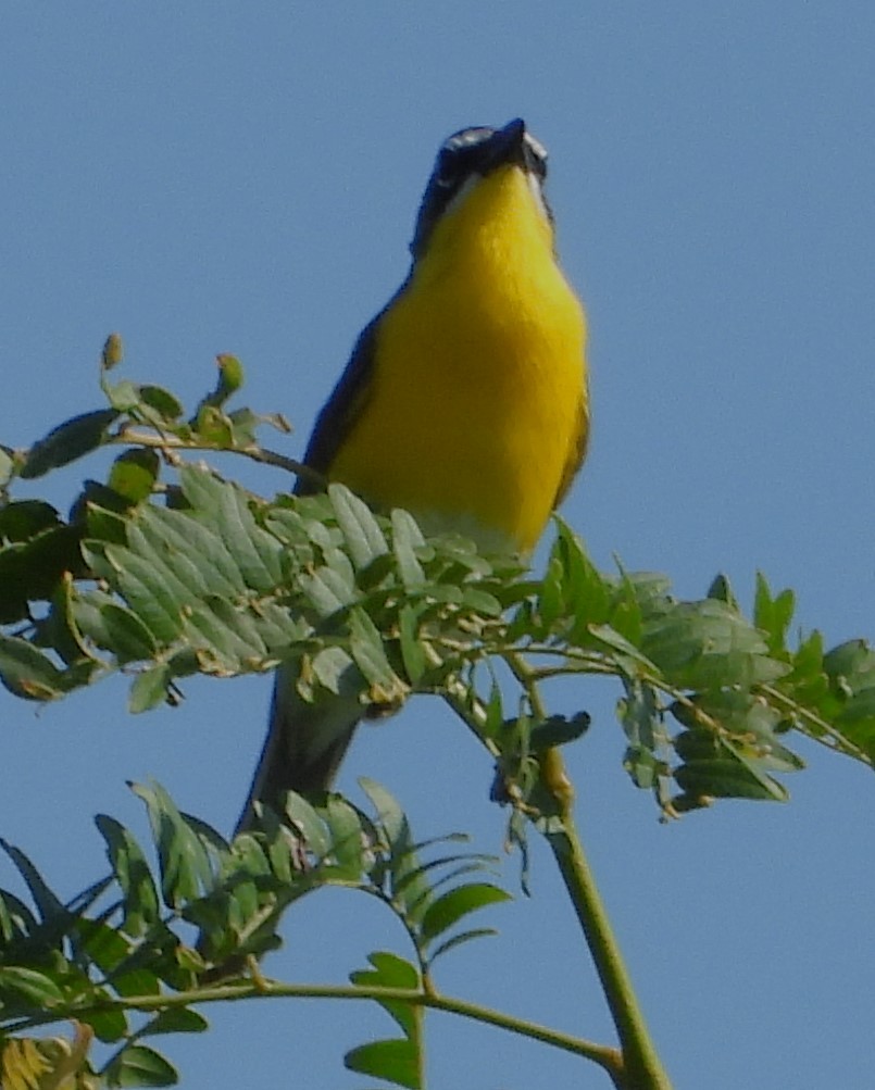 Yellow-breasted Chat - ML468150491